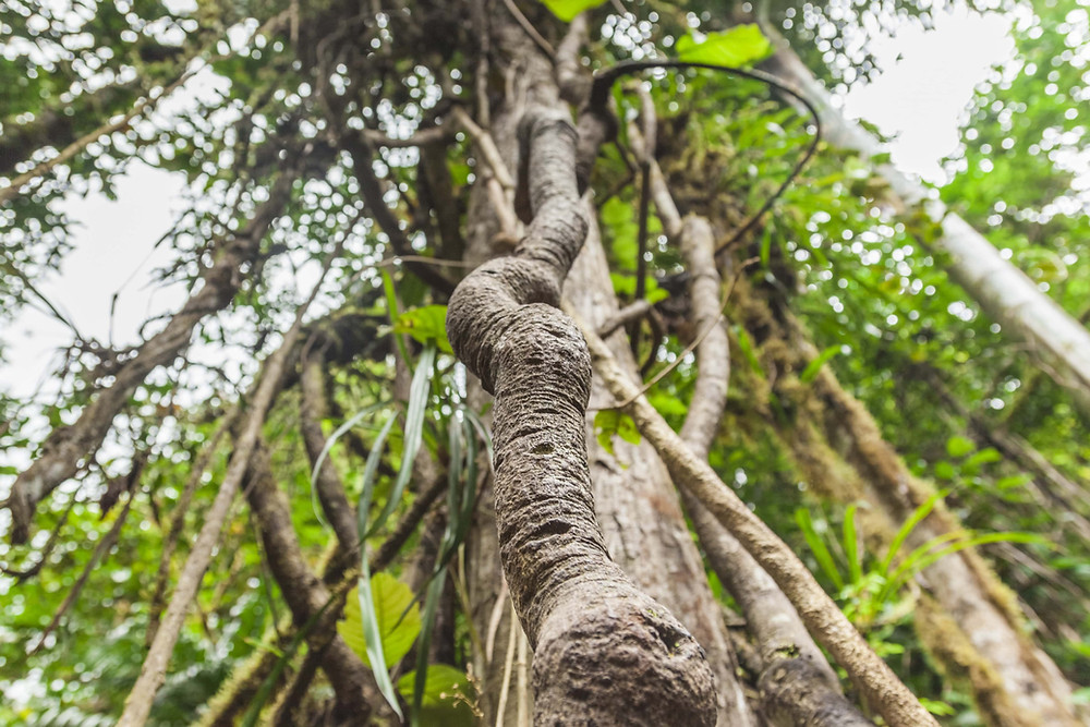 ayahuasca chakruna planta sagrada