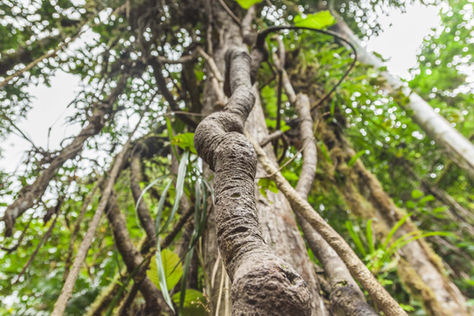 Ayahuasca: 5 recomendaciones si estás pensando tomarla.