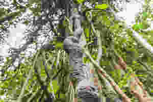 ayahuasca chakruna planta sagrada
