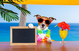 Every Door Direct Postcards Full Color Low cost high quality cards print printing