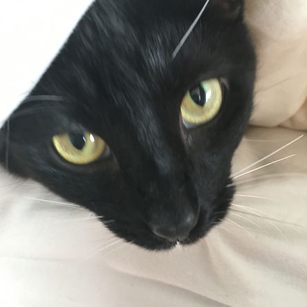 tuxedo cat in blanket