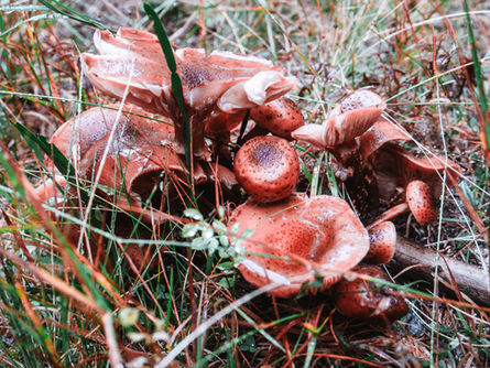 ポーランドで人気のきのこ狩り:自由と文化が織りなす魅力