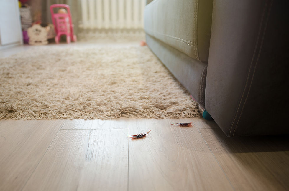Cockroach Pest Control Birmingham