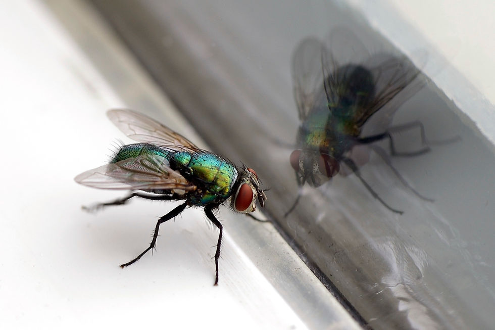 Flies Pest Control Birmingham