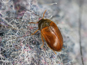 Signs of a Pest Infestation Every Birmingham Homeowner Should Know