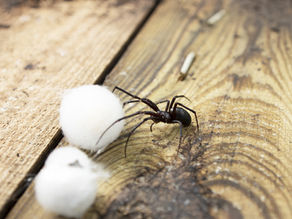 Increased Sightings Of False Black Widow Spiders
