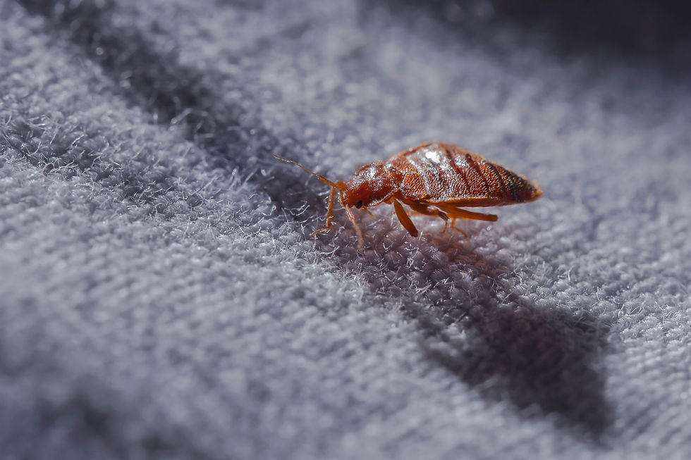 Bedbug Pest Control Birmingham