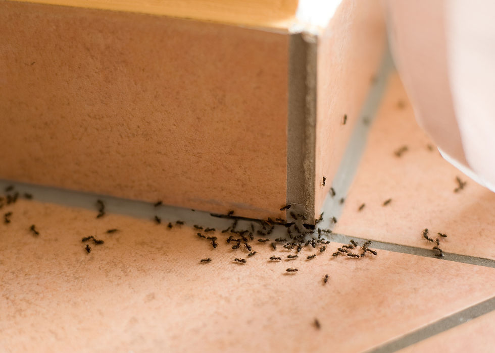 Ants Pest Control Birmingham