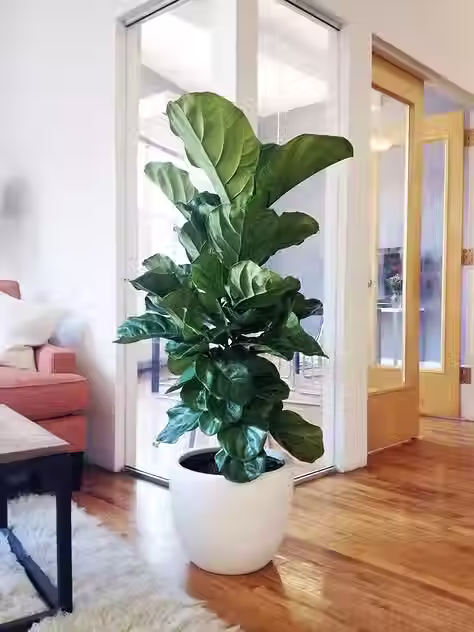 Indoor fiddle leaf fig plant