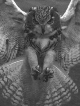 OWL Seraphim Ward Occultist Yolanda Gene Tharpe