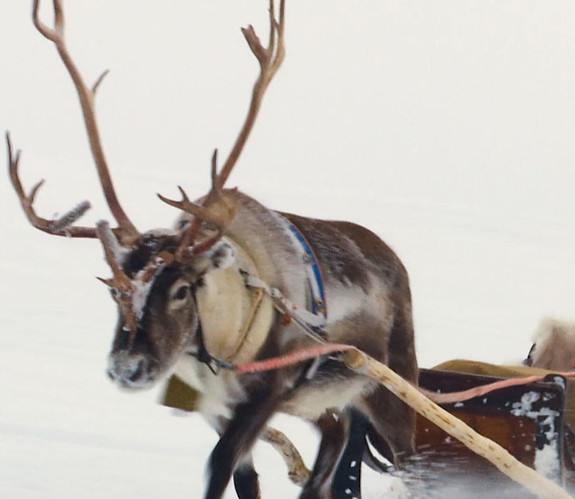 Santa Yolanda Reindeer