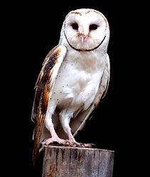 470501owl Barn Owl warr copy_edited_edited_edited.jpg