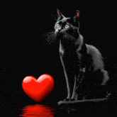 red-heart-black-cat-red.gif