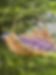 IMG_2447.jpeg