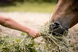 CHEVAUX-2