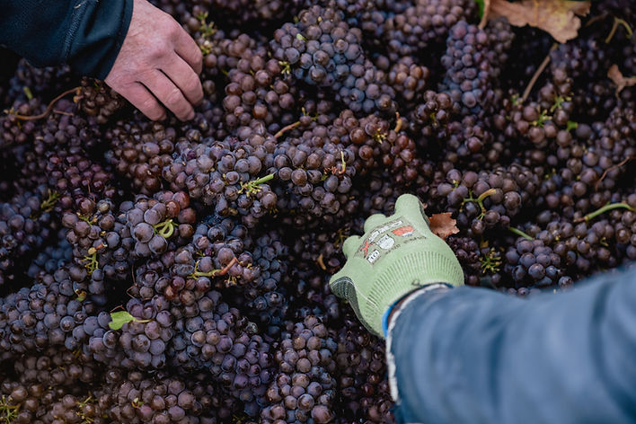 Hands harvesting wine grapes for wine photography New Zealand