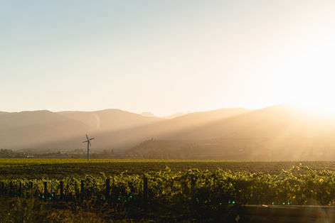 brandstories-new-zealand-vineyard-wine-country-landscape-photography