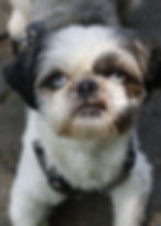 Olli
