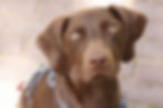 Lola