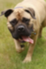 Tess