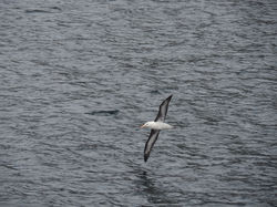 Albatross