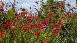 Flowers from RHS Bridgewater