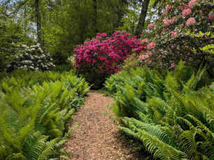 A photograph of ferns and azaleas