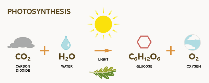 Photosynthesis_equasion_OFRI_rpt_web.gif