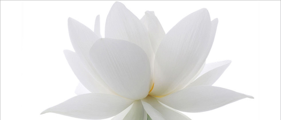 lotus 2.jpg