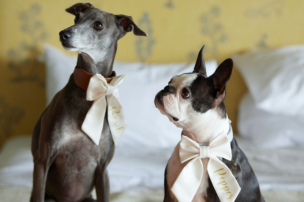 Two dogs with cream wedding bow ties, labeled "Basil" and "Pepper," sit on a bed in front of a yellow wall. They appear calm and attentive.