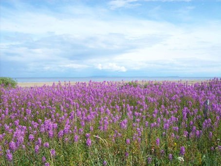 BLM Retains Protections for 28 Million Acres of Alaska D1 Lands