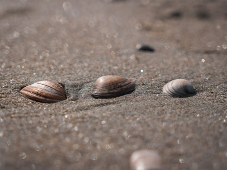 Are Alaska’s Wild Shellfish Still Safe to Eat?