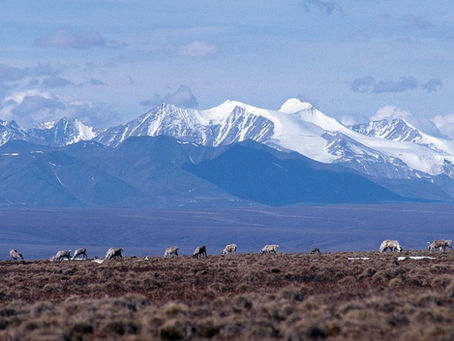 Research takes clues from past warming periods to predict what may be in store for the Arctic