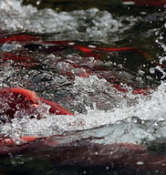 ak_sockeye-DaveMcCoy-1.jpg