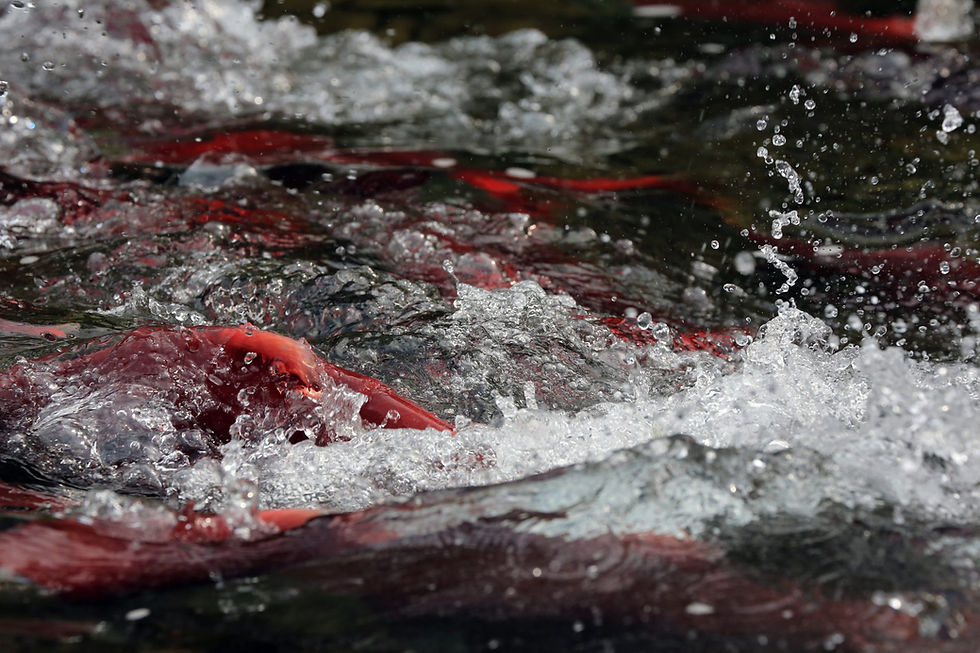 Protecting Public Lands in Alaska
