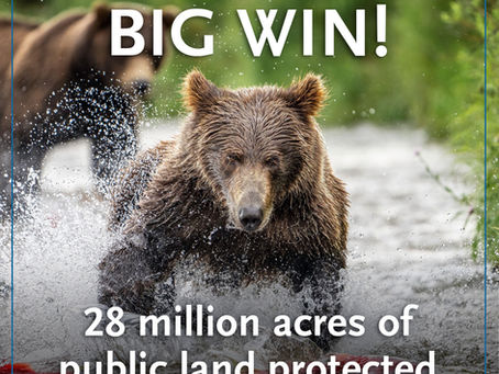 NBWC Applauds the Biden Administration’s Protection of 28M Acres of Alaska D-1 Lands