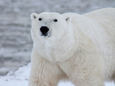Most polar bear populations will collapse by century’s end without emissions cuts, study says