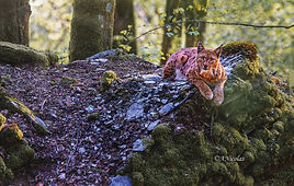 Het wilde leven in het bos