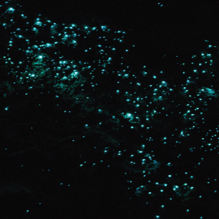 ostracods_400.png