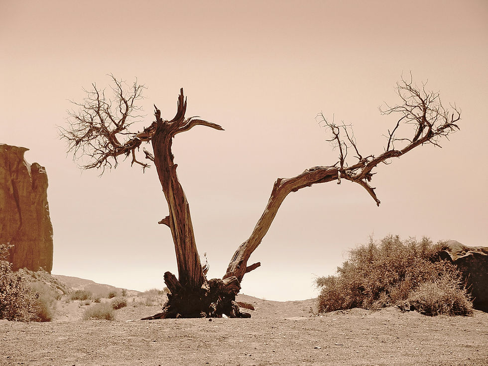 Australian Gothic: tales of the unforgiving desert
