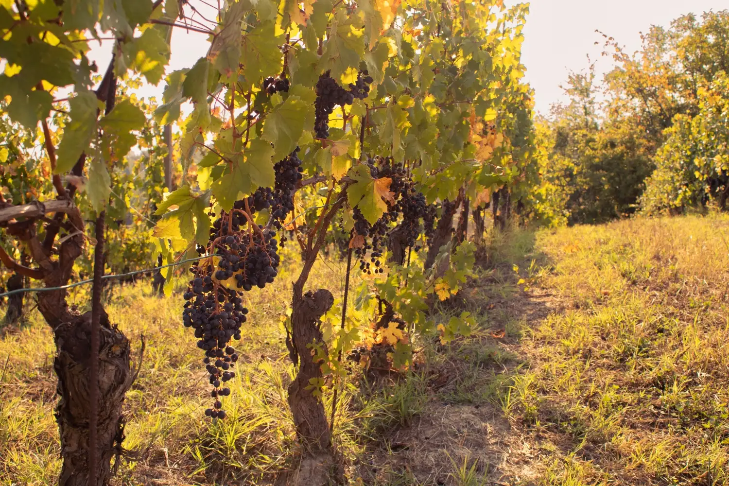 Best summer wine pciks