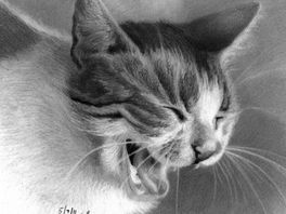 "הכל בגלל חתול רחוב או מכונית שעברה"