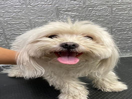 מתקשרים בשפה שונה/ מיכל דברא