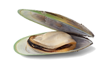 Green+Lipped+Mussel.png