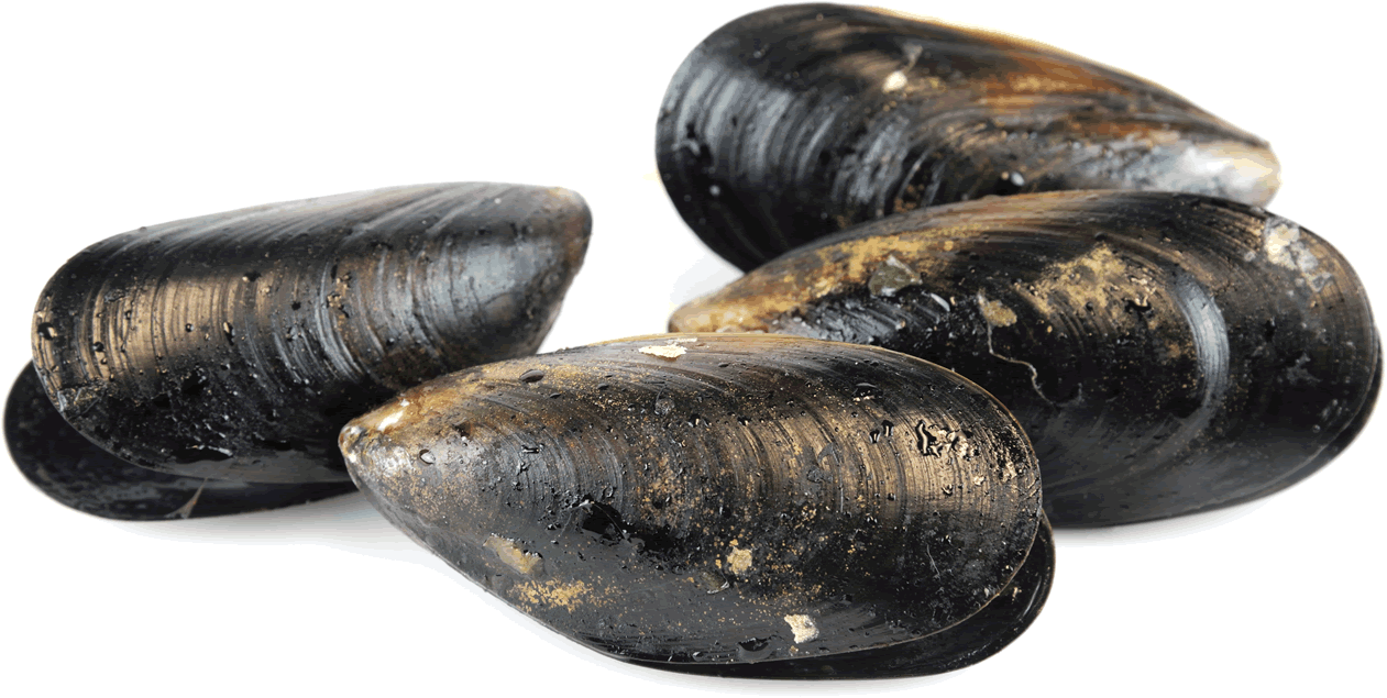 blue-mussels-trans.gif