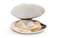 almeja-blanca.png