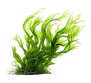 pngtree-green-seaweed-plant-png-image_11543470.png
