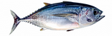 Bigeye-768x239.png