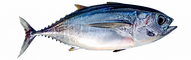 Bigeye-768x239.png