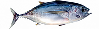 Bigeye-768x239.png